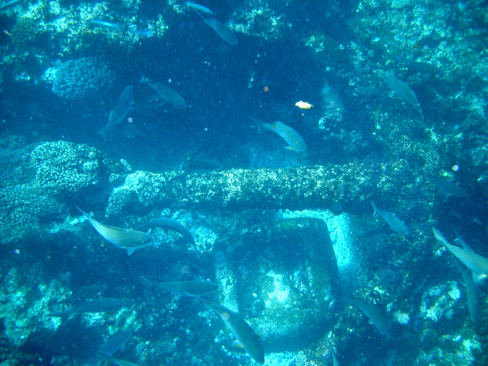 Batavia Wreck