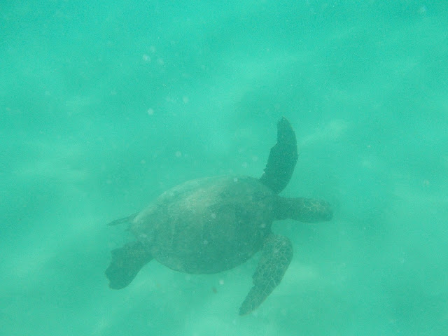 Oahu Turtle Snorkeling Hawaii