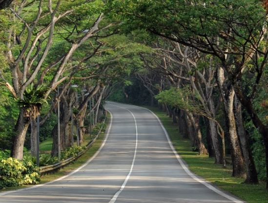 common singapore trees