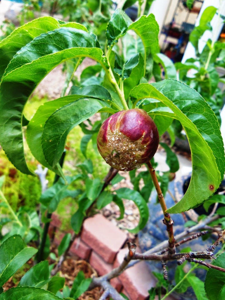 Xtremehorticulture of the Desert Independence Nectarine Fruit Damaged