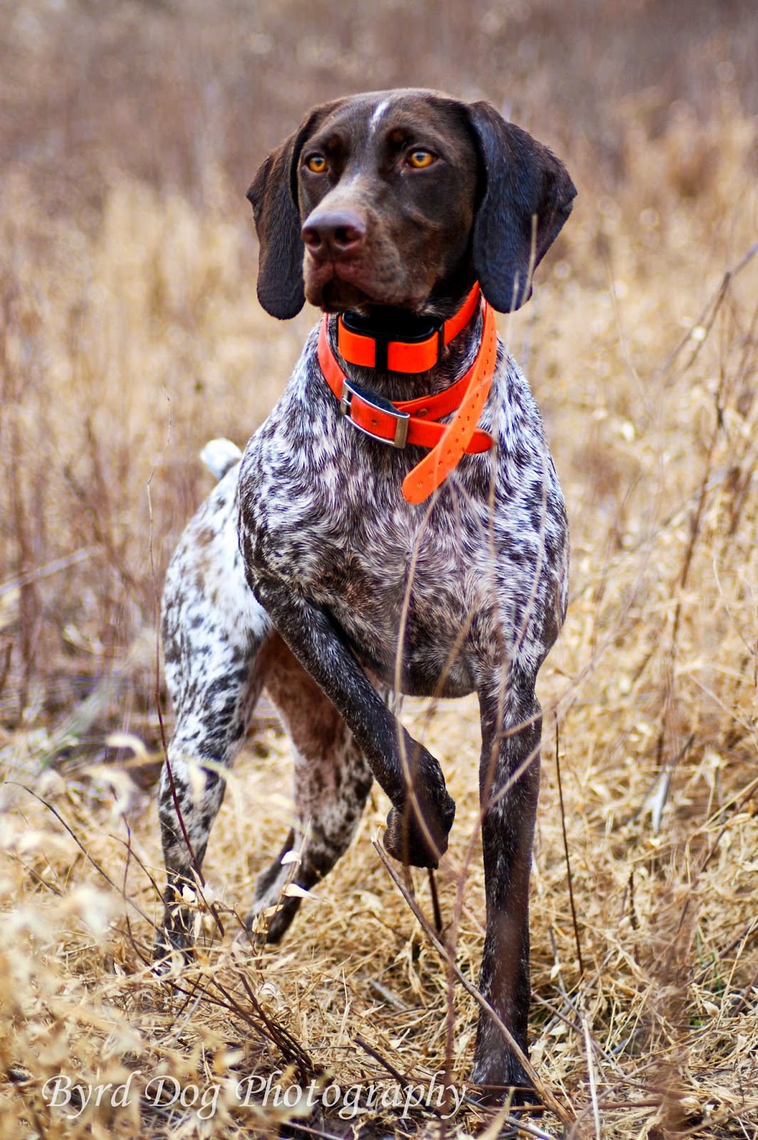 Adventures of a GSP Hunting Dog Hunting Dog Photography Tips Part 1