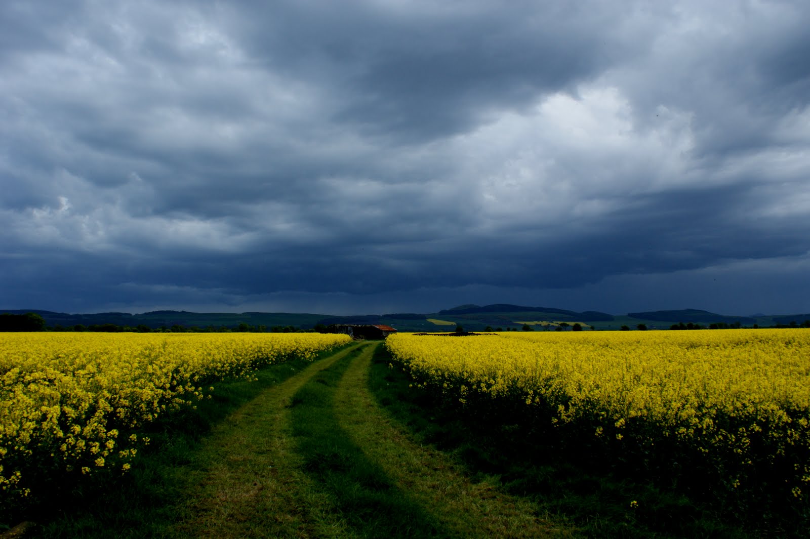 Tour Scotland Photographs Tour Scotland photographs Yellow Fields and Rain Clouds 10th May