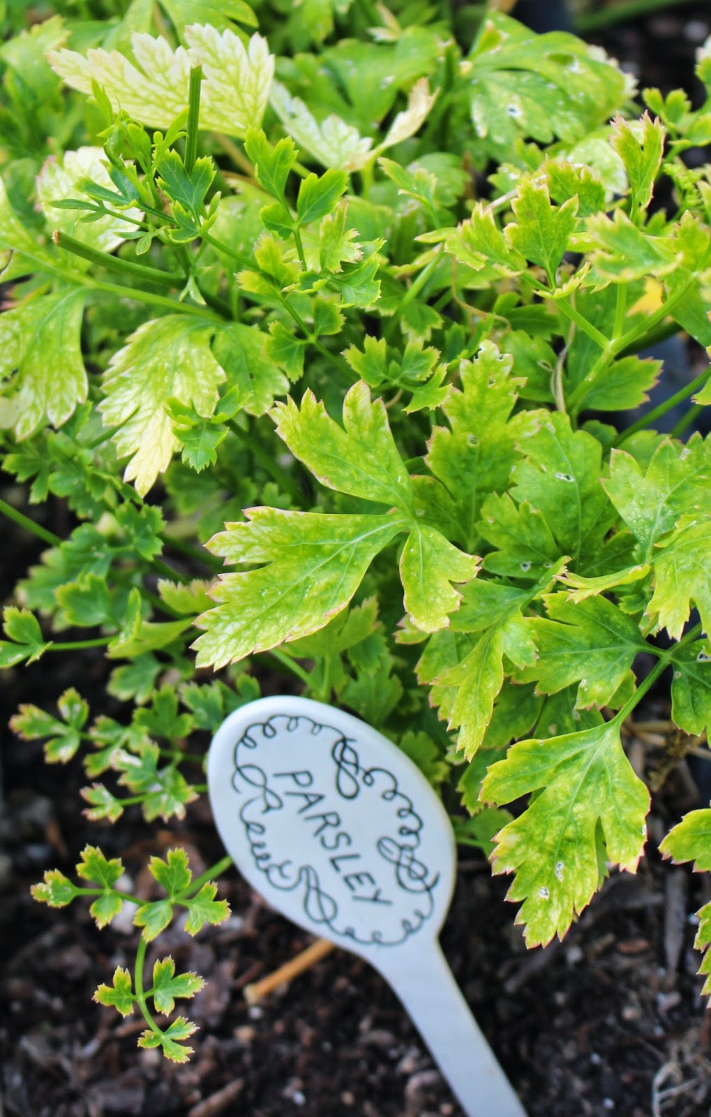 Rooted In Thyme Surprises Growing in the Garden