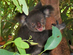 Koala beertje