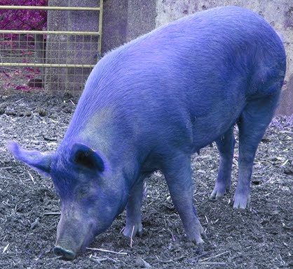 Blue%2Bpig.bmp