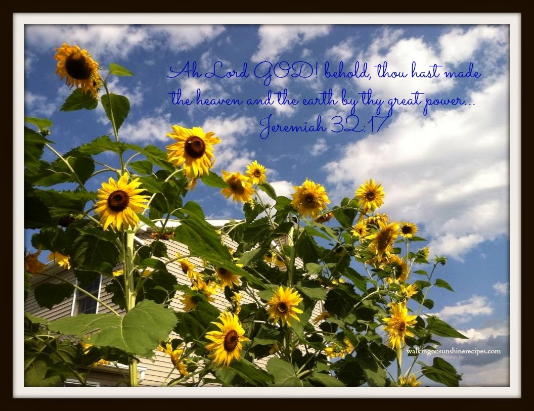 Gardening Growing Sunflowers in My Garden Walking On Sunshine Recipes