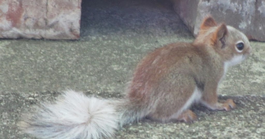 Pinehaven Farmersville, Ohio Whitetailed Squirrel