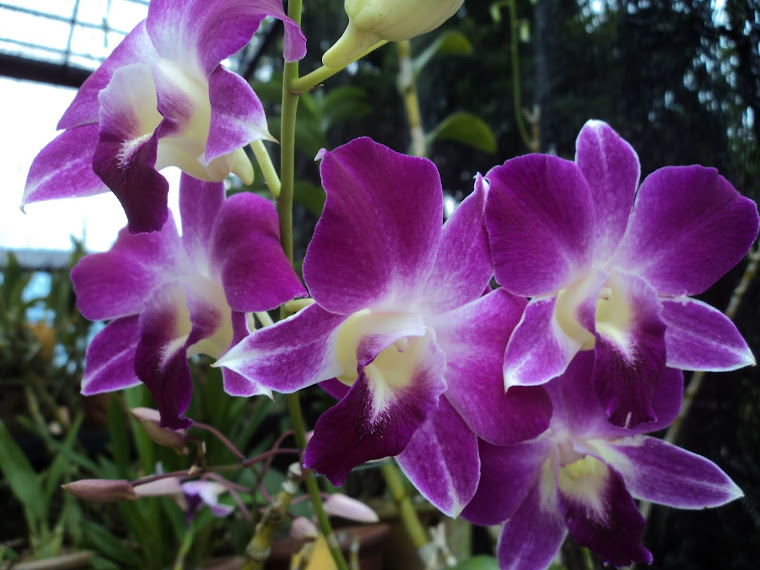 purple dendrobium