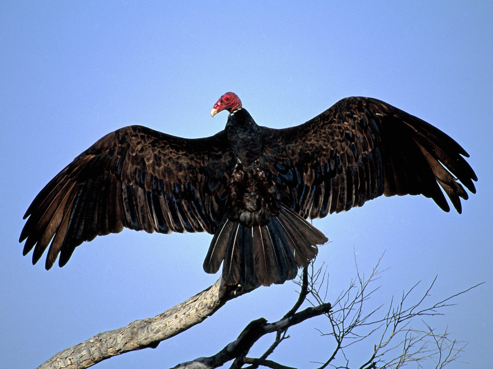 turkey vultureontree