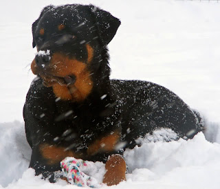 Rottweiler winter - Rottweiler in the cold weather