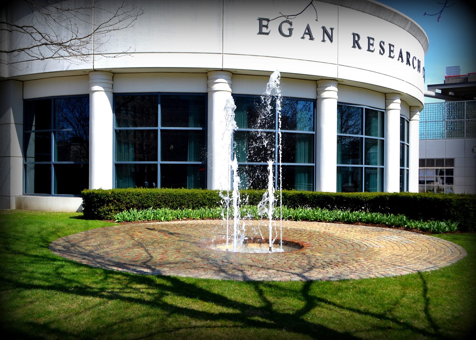 Crazy as a Cool Fox Fountain Shadows