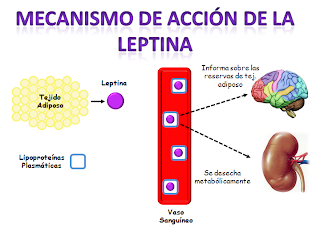 Resistencia A La Leptina Pdf Software Free Download - sobackup