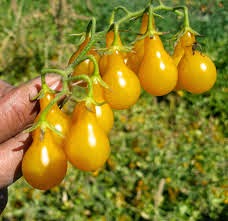 Yellow pear tomato