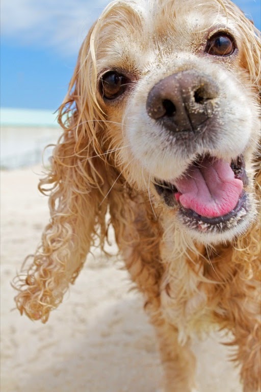 Golden retriever puppy. So cute          