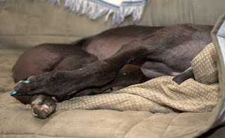 Bettina greyhound MY couch
