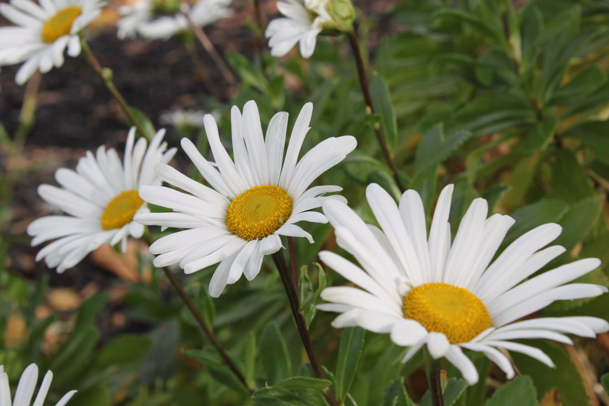 Prayer Gardeners blog The Incredible Montauk Daisy