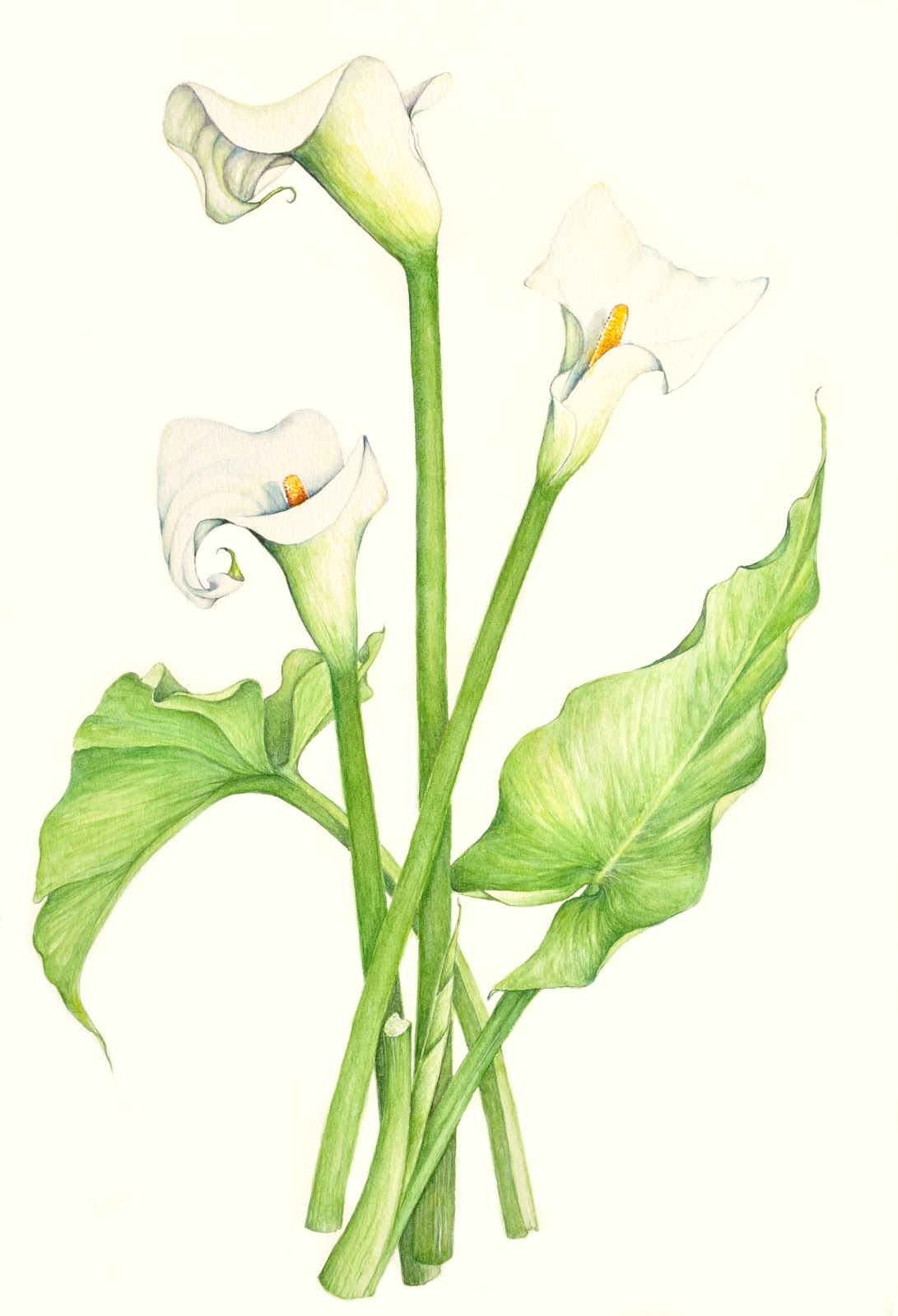 Varkoor Blom