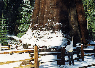 Massive trees