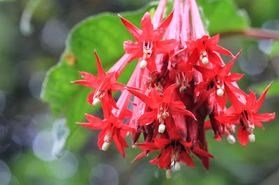 Fuchsia boliviana - [13.3233 S, 72.6655 W]