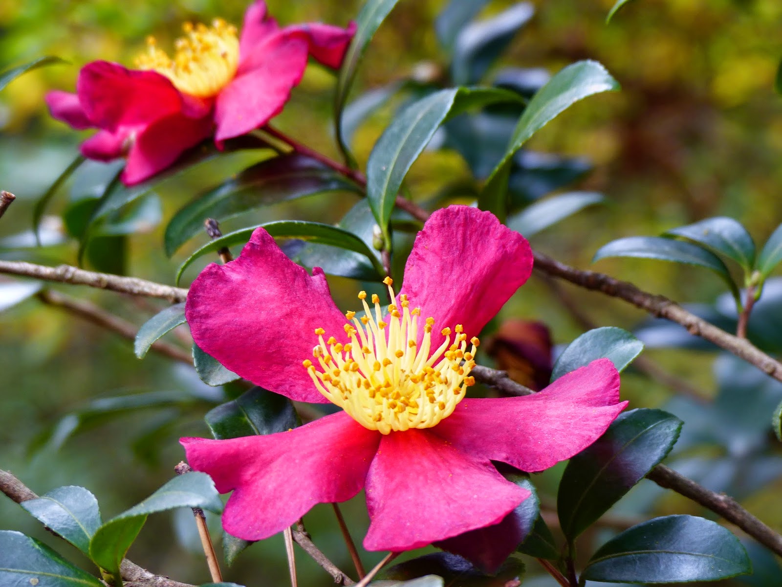 Everlasting Summer Hydrangeas Sun Valley