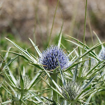 http://wild-flowers-of-europe.blogspot.nl/2014/10/eryngium-glaciale.html