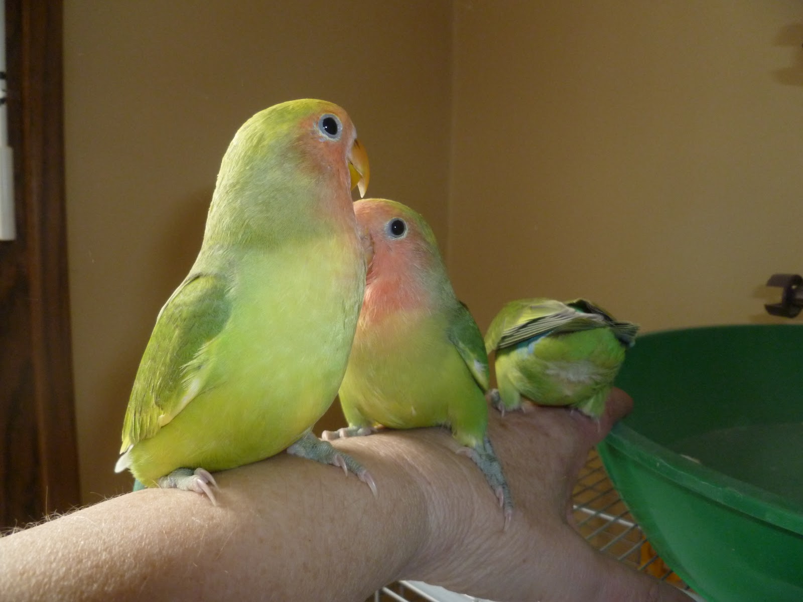 Heartsong Aviary Baby Lovebirds Playing