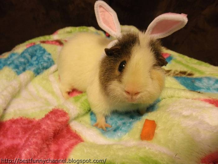 Cute and funny pictures of animals 34. Guinea pig.