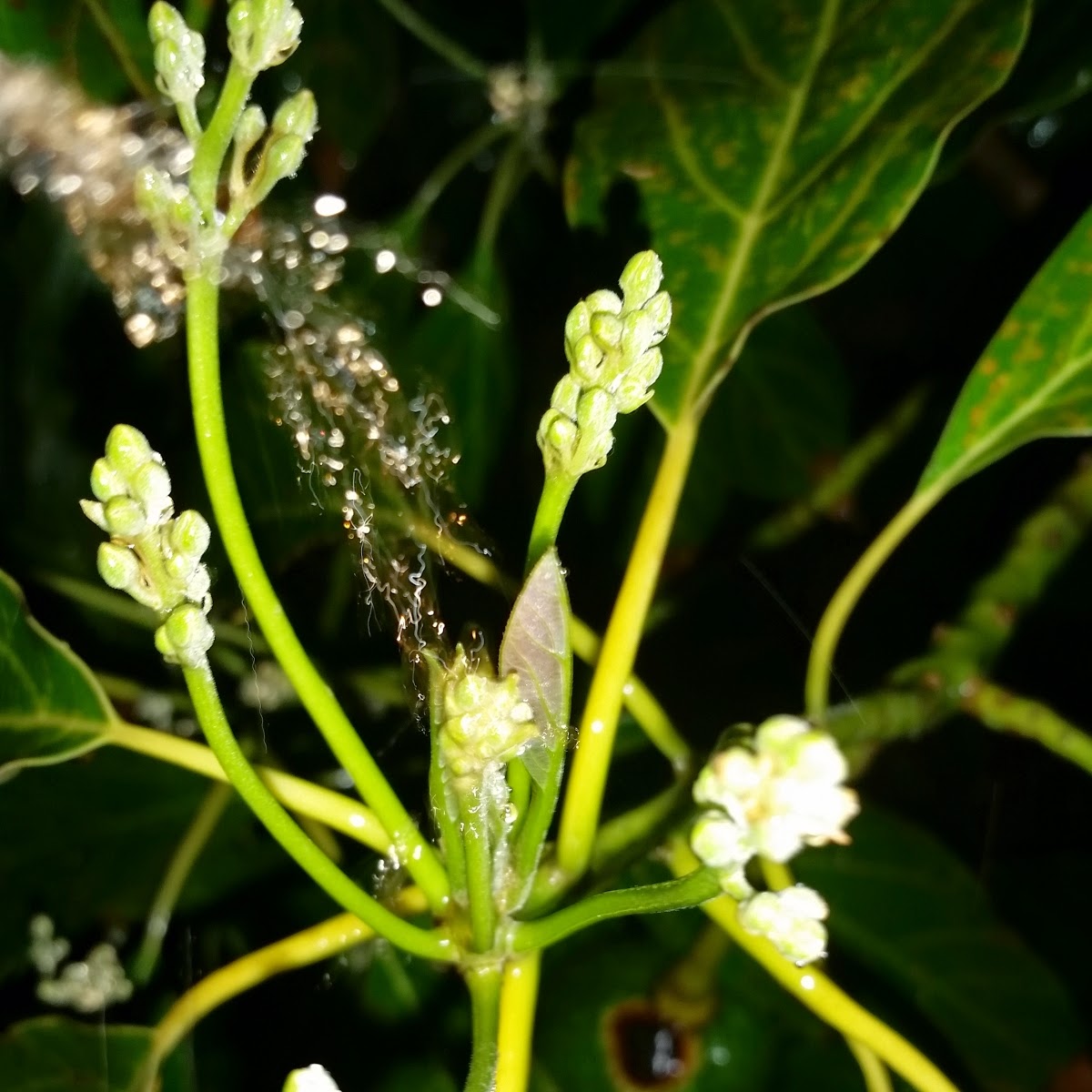 Ventura Cooperative Compost Tea Foliar Spray