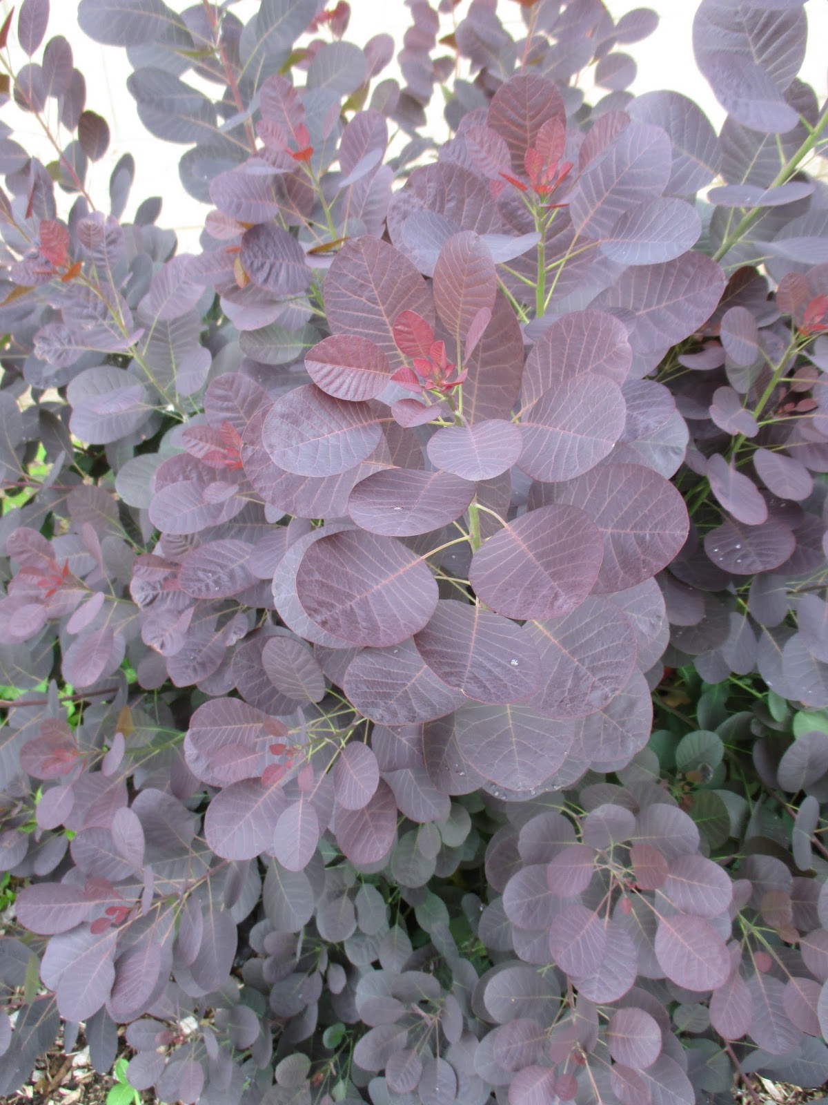 The Plant Hunter Schizophragma Climbs In Popularity