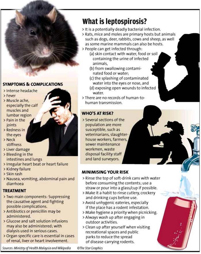 Dr Mat Rats pose serious problem Better test kits need to be