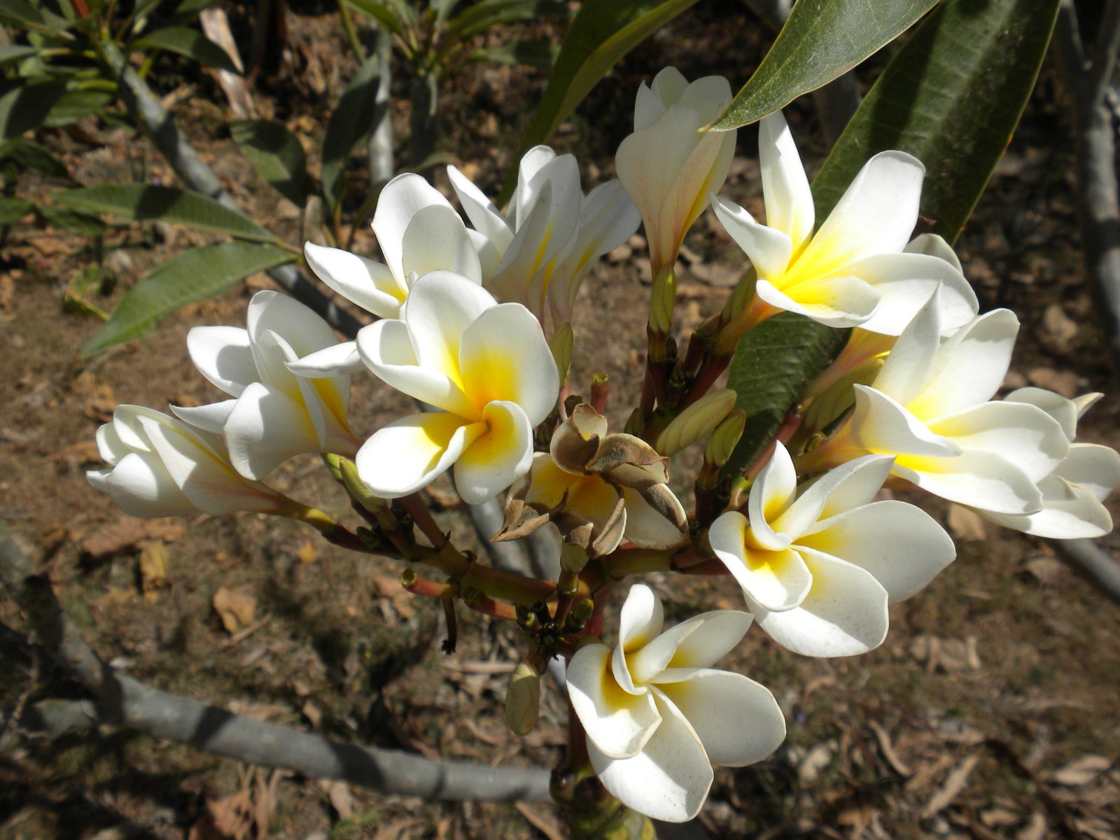 Sonnenbergs In Tanzania Sending you a bouquet of flowers from Tanzania