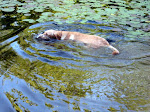 Swimming at Nolde