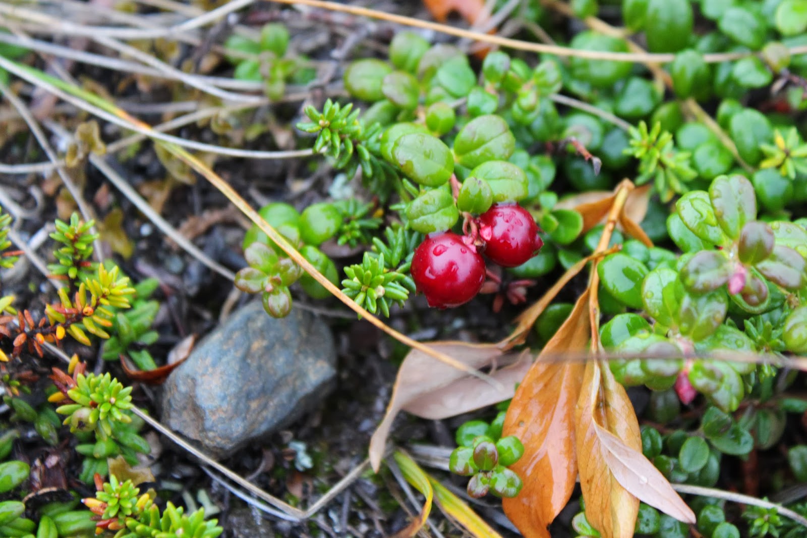 Nome, Alaska How Does Your Garden Grow in Nome, Alaska?