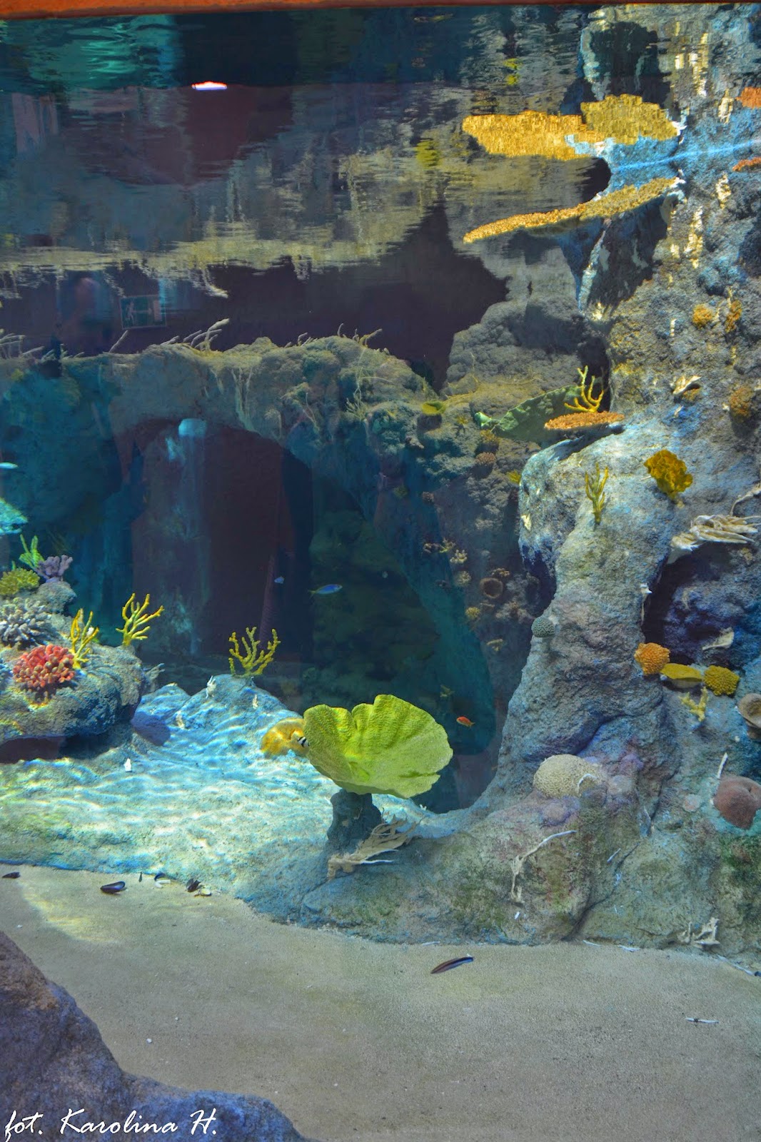 oceanarium krakow sebastiana oceanarium krakow sebastiana