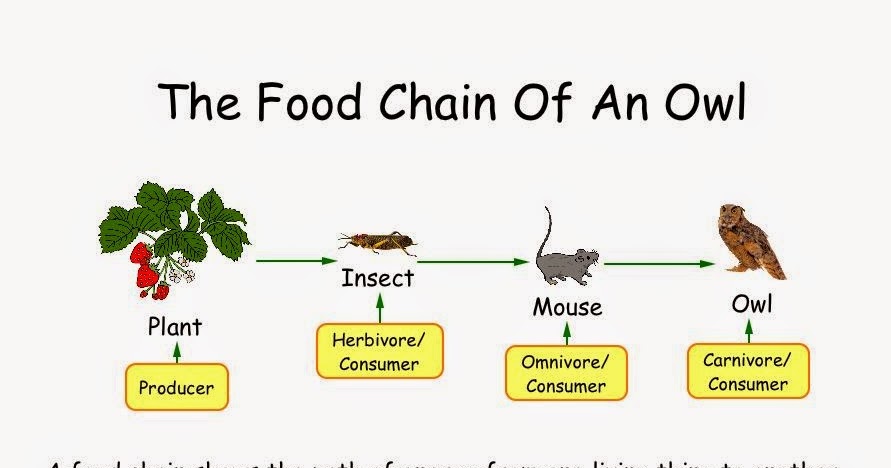 ENVIRONMENTAL SYSTEMS AND SOCIETY: Food web & food chain