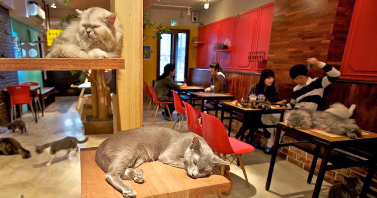 Кот Редискин Кошачье кафе Catfé появится в Канаде