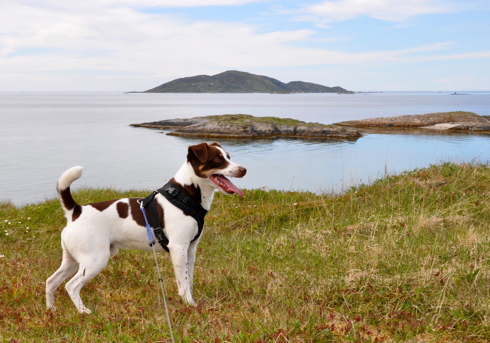 характер породы собаки датско шведская фермерская собака