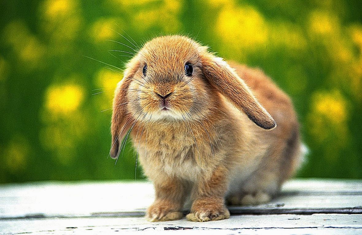 Baby Bunny Wallpaper Desktop Best HD Wallpapers
