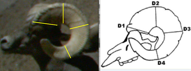 Right+Horn+Comparison+View+Field+Judging,+Scoring+and+finding+Desert+Bighorn+Sheep+with+mass+marks.jpg