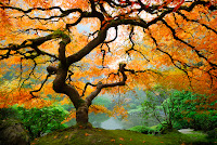 Autumn Maple1