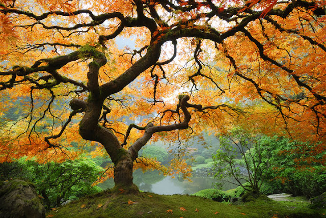 Autumn Maple1