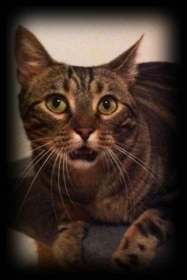chat sens