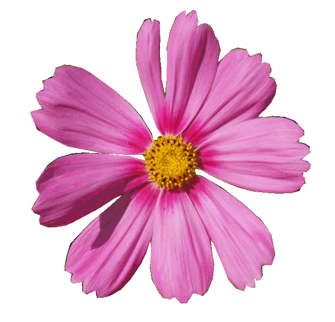 Lucía HH Informática 4º GIMP Práctica 12. Flor animada