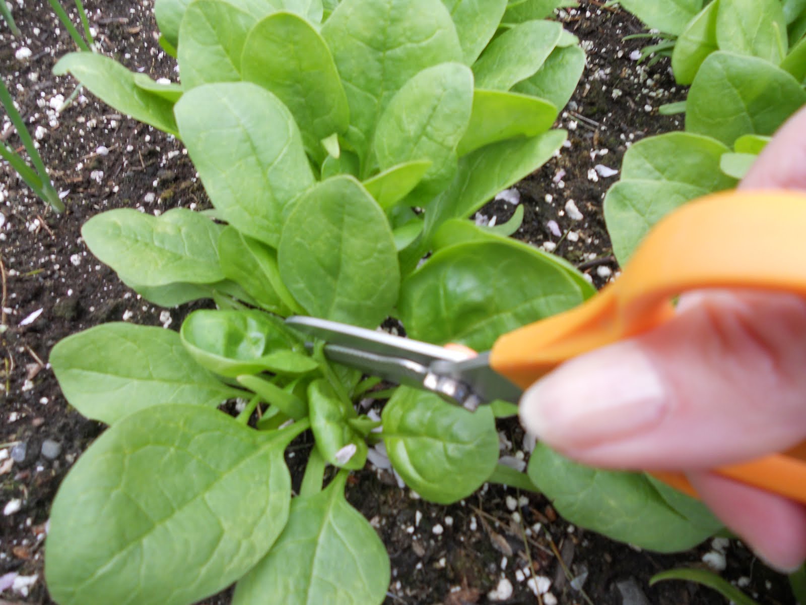 Baby Spinach with Garlic and Olive Oil JustOneDonna