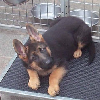 long haired german shepherd puppy