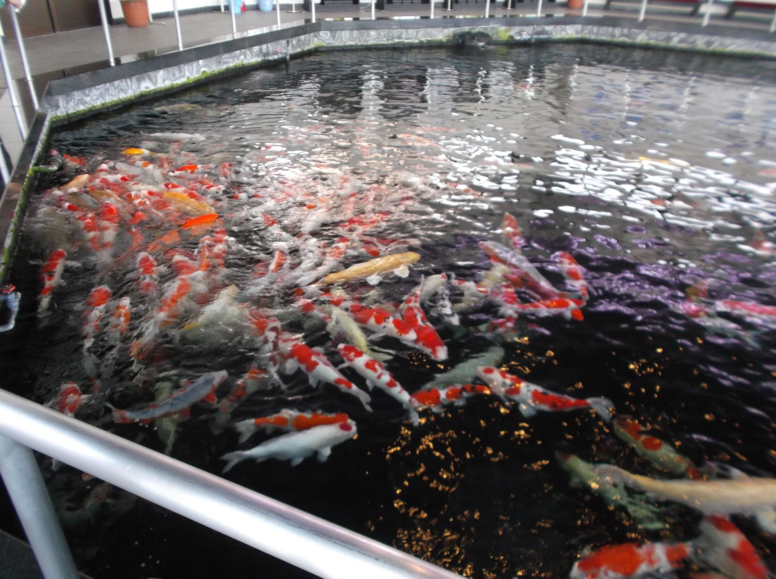 小千谷市錦鯉の里で泳ぐ宝石を眺めよう♪鯉のオーナーにもなれる！