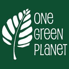 ¡Nuestras recetas en One Green Planet!