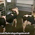 How Cows Are Milked In USA