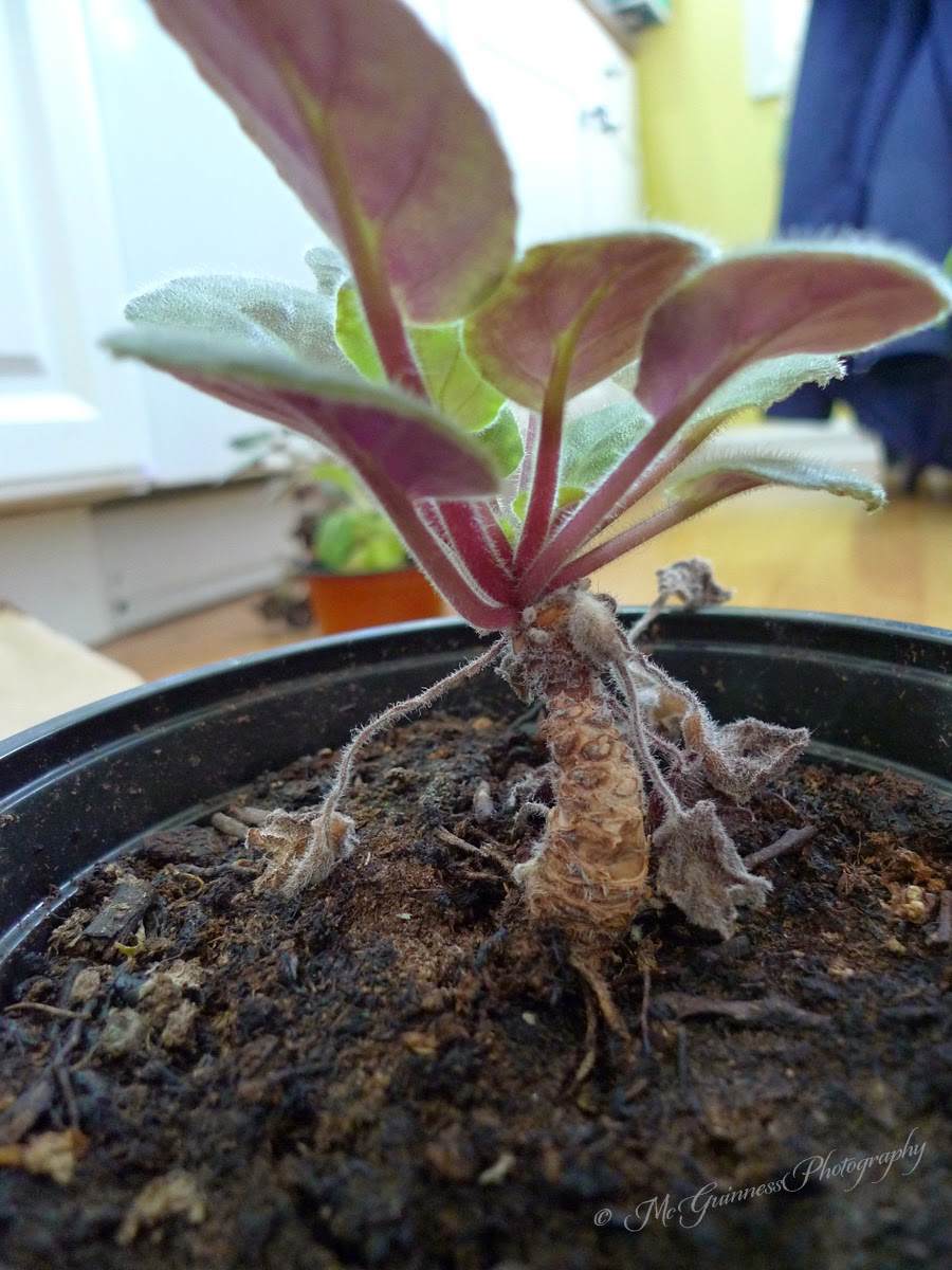 Rejuvenating African Violets Frau Zinnie