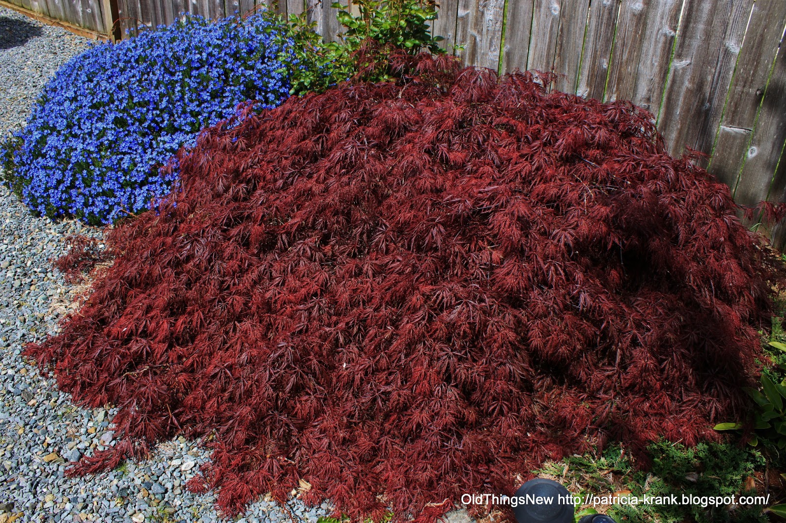 Real World Gardener Blue Butterfly Bush N Plant Of The Week